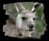 Skippy - 1/2 Seconde avant le drame... SNIF!!...